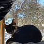 Genos is registered to the contest to win money with this photo: cat, window, snow, tree, outdoor, indoor, sunlight, animal, pet, silhouette, winter, nature, daylight, feline, perch, relaxing, house, blue_sky, branch, cozy