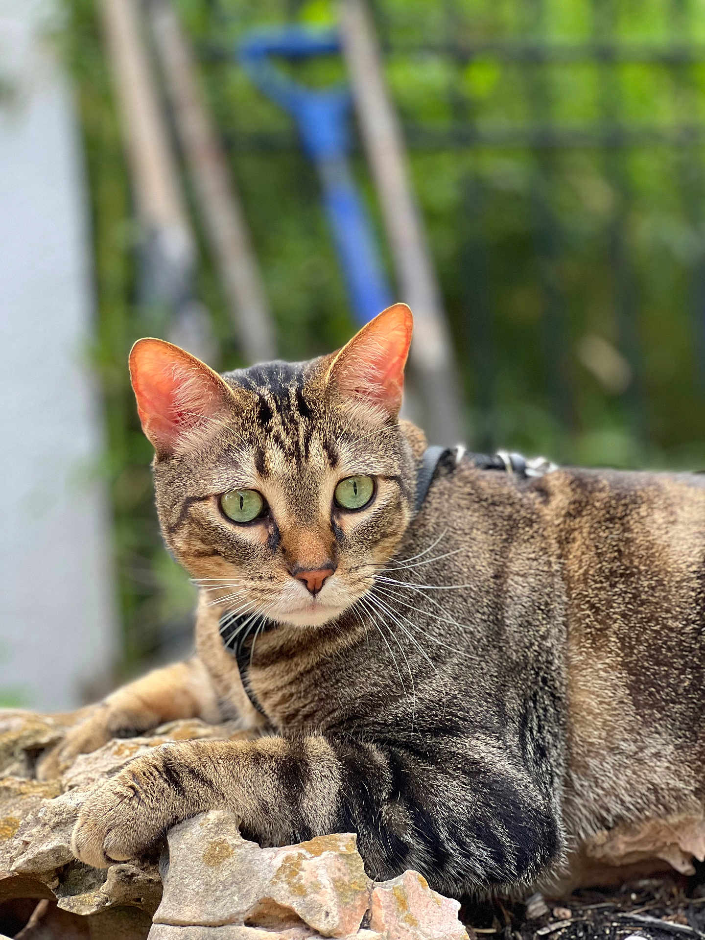 Genos joined the competition — help win amazing prizes! cat, tabby_cat, animal, pet, outdoor, green_eyes, fur, whiskers, rocks, nature, garden, close_up, resting, alert, mammal, wildlife, portrait, cute, domestic_cat, sunlight