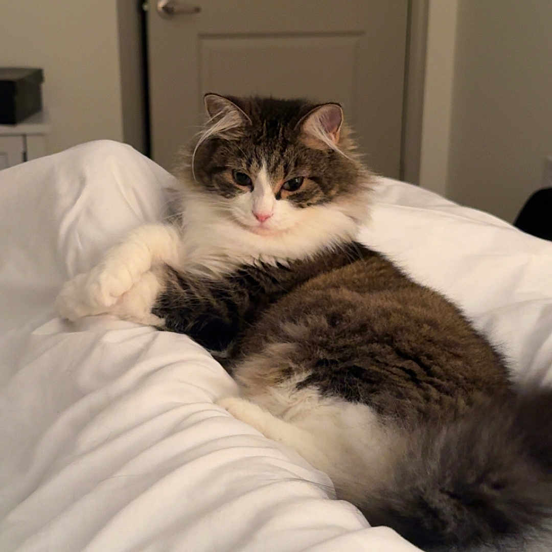 Hali joined the competition — help win amazing prizes! animal, bed, cat, cozy, cute, domestic, ears, feline, fluffy, fur, home, indoor, lying_down, pet, relaxed, resting, tabby, tail, whiskers, white_bedding