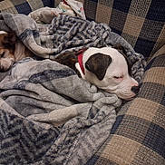 Angel joined the competition — help win amazing prizes! blanket, brown_and_white, canine, comfort, couch, cozy, cute, dog, fur, gray, home, indoor, patterned_fabric, pet, red_collar, relaxation, resting, sleeping, snuggling, two_dogs