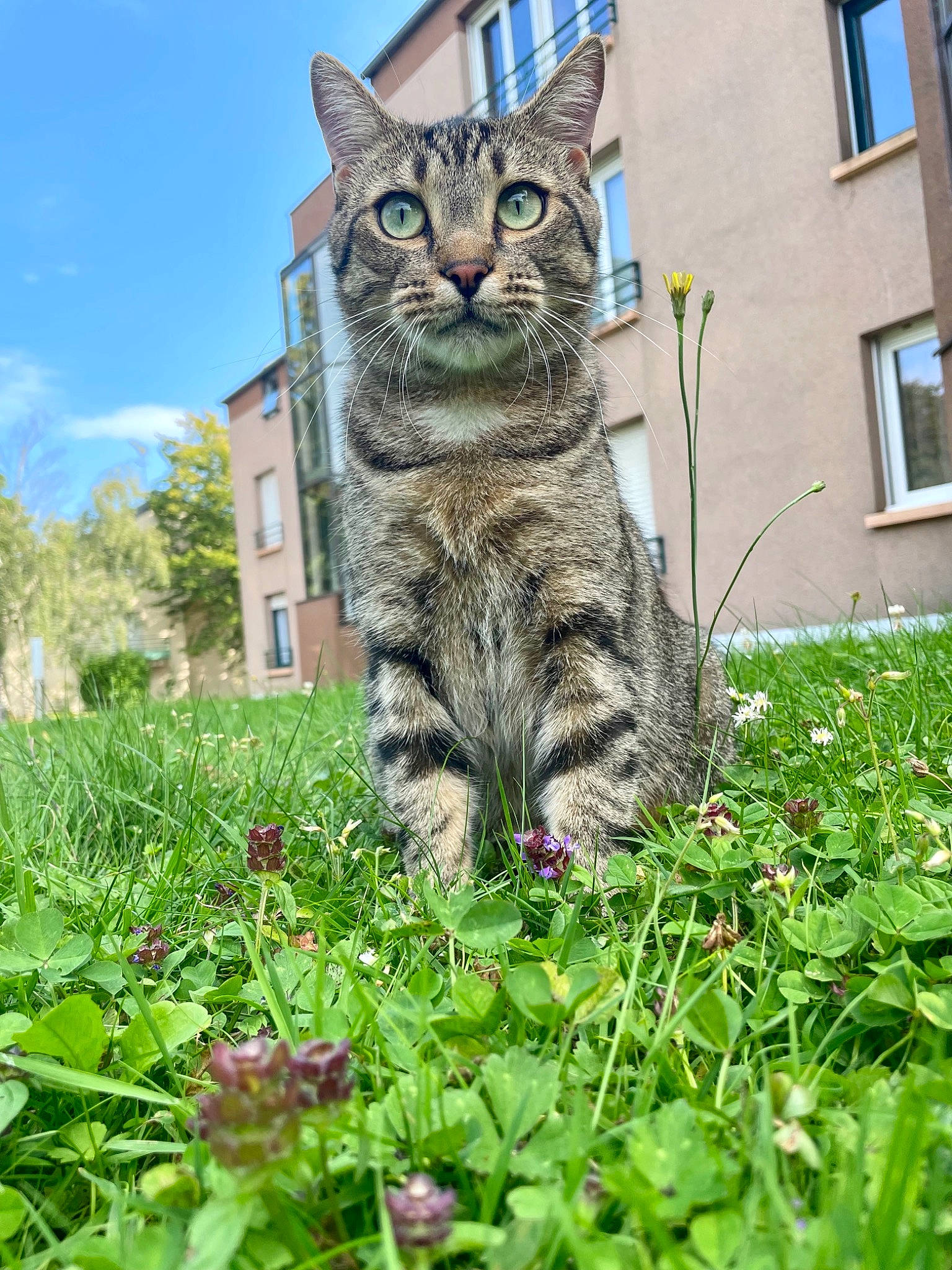 Rocky a rejoint le concours — aidez-le/la à gagner de superbes lots ! building, carnivore, cat, domestic_short_haired_cat, fawn, felidae, fur, grass, grass_family, groundcover, lynx, plant, sky, small_to_medium_sized_cats, snout, tail, terrestrial_animal, tree, whiskers, window