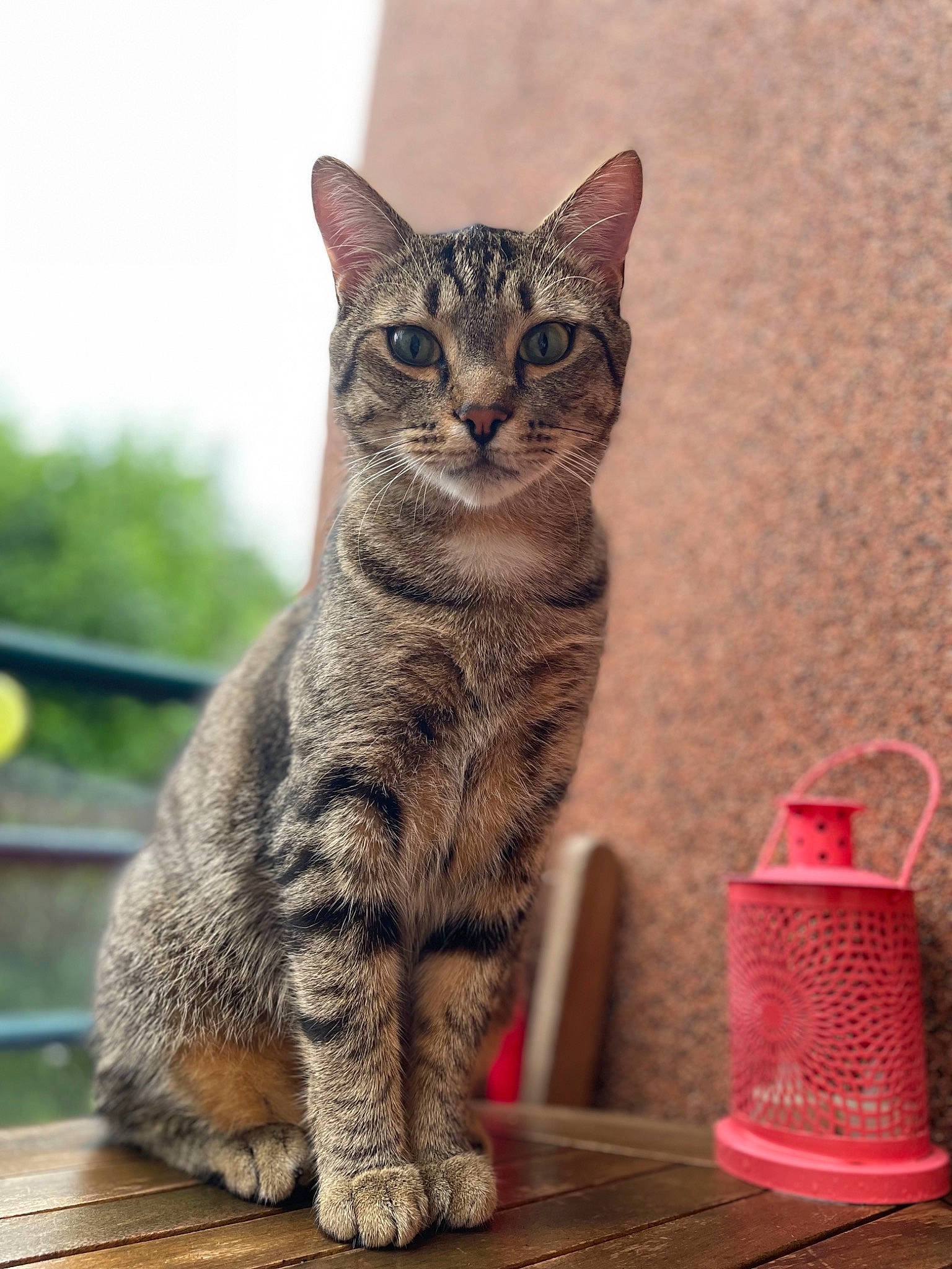 Rocky a rejoint le concours — aidez-le/la à gagner de superbes lots ! carnivore, cat, claw, domestic_short_haired_cat, felidae, fur, grass, paw, sitting, sky, small_to_medium_sized_cats, snout, tail, terrestrial_animal, vertebrate, whiskers, wildlife, window, wood