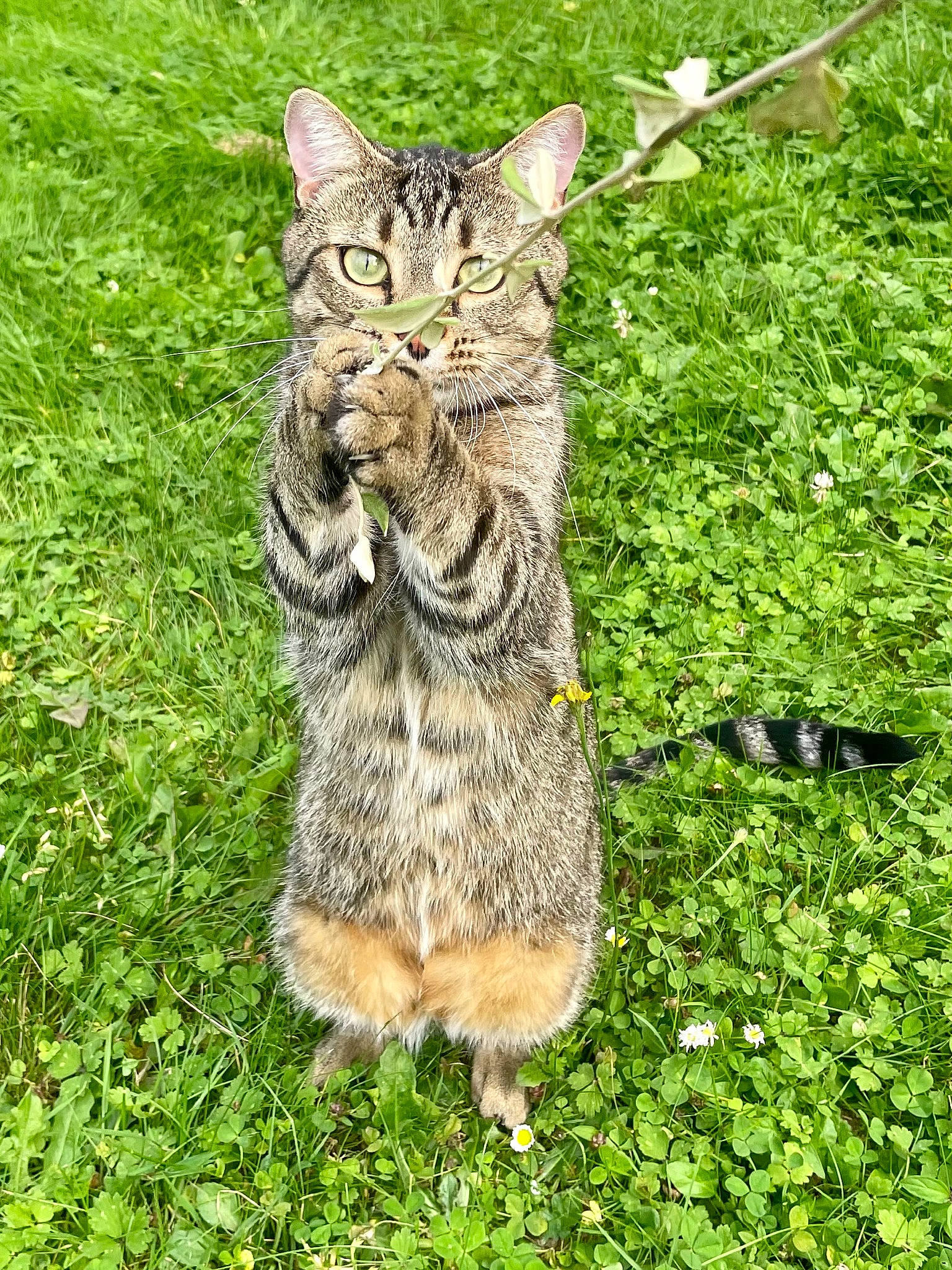 Rocky a rejoint le concours — aidez-le/la à gagner de superbes lots ! carnivore, cat, claw, domestic_short_haired_cat, eye, felidae, fur, grass, grassland, groundcover, lawn, paw, plant, sitting, small_to_medium_sized_cats, snout, tail, terrestrial_animal, whiskers, wildlife