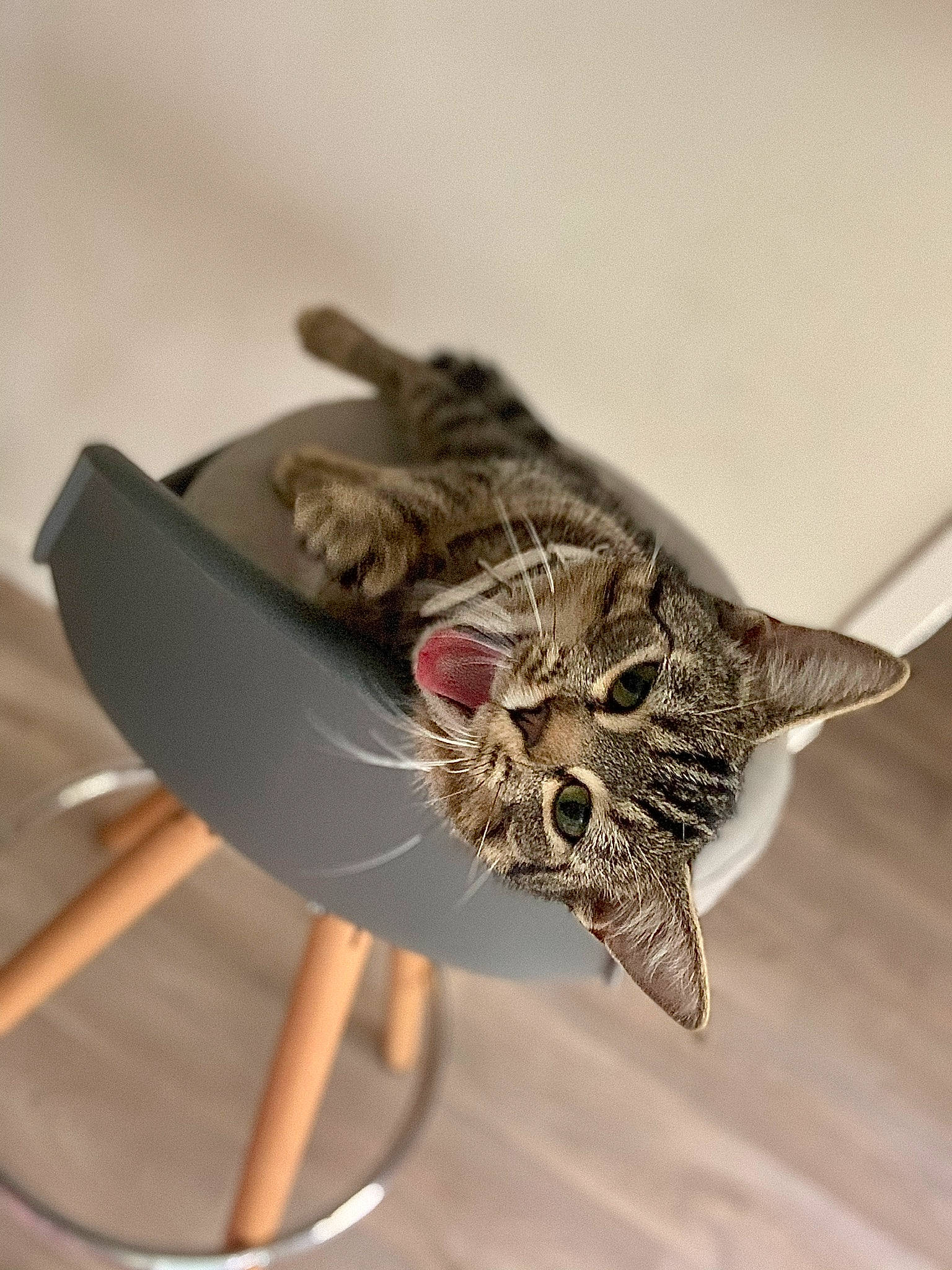 Ruby participe au concours pour gagner de l'argent avec cette photo : carnivore, cat, claw, domestic_short_haired_cat, fashion_accessory, fawn, felidae, fur, hat, insect, macro_photography, metal, small_to_medium_sized_cats, snout, tail, terrestrial_animal, twig, whiskers, wing, wood