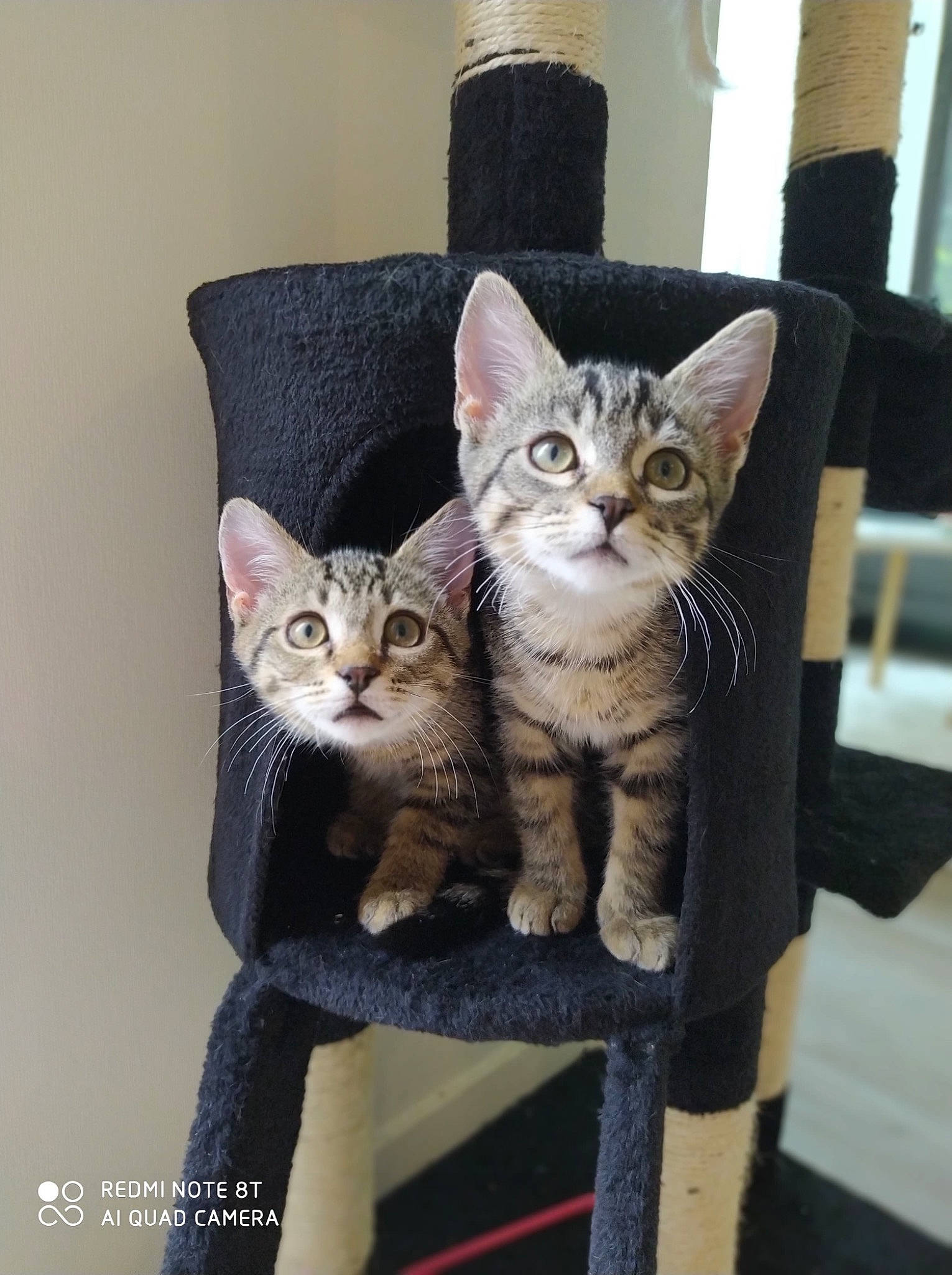 Ruby a rejoint le concours — aidez-le/la à gagner de superbes lots ! carnivore, cat, cat_supply, domestic_short_haired_cat, felidae, fur, grey, pet_supply, shelf, sitting, small_to_medium_sized_cats, tail, tree, vertebrate, whiskers