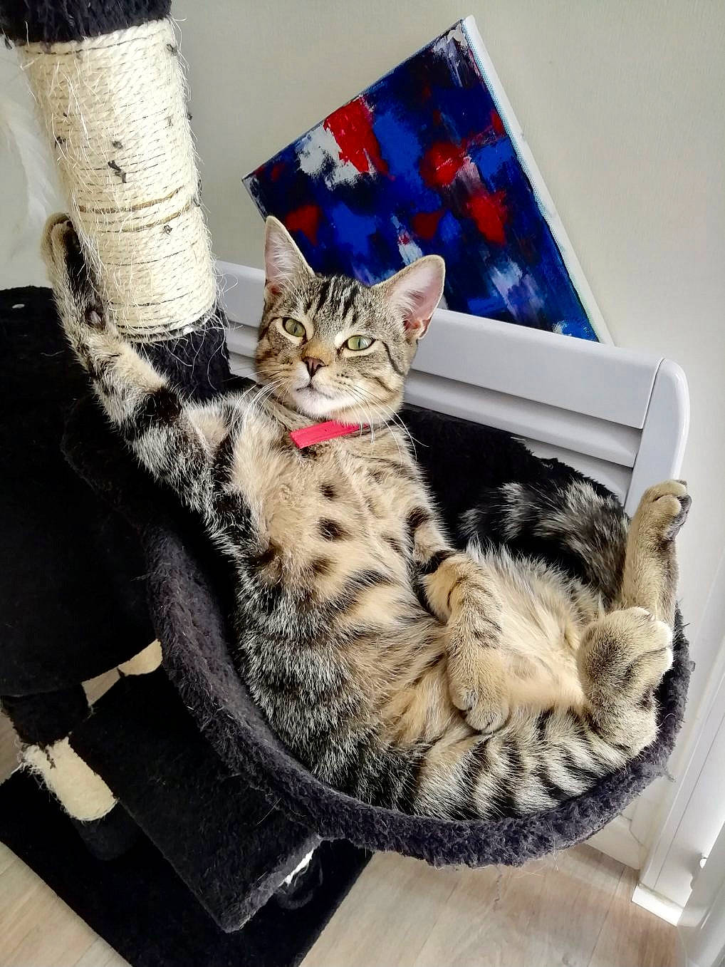 Ruby a rejoint le concours — aidez-le/la à gagner de superbes lots ! box, carnivore, cat, couch, domestic_short_haired_cat, felidae, fur, gesture, human_leg, linens, pattern, paw, rectangle, sitting, sleeve, small_to_medium_sized_cats, tail, thigh, whiskers