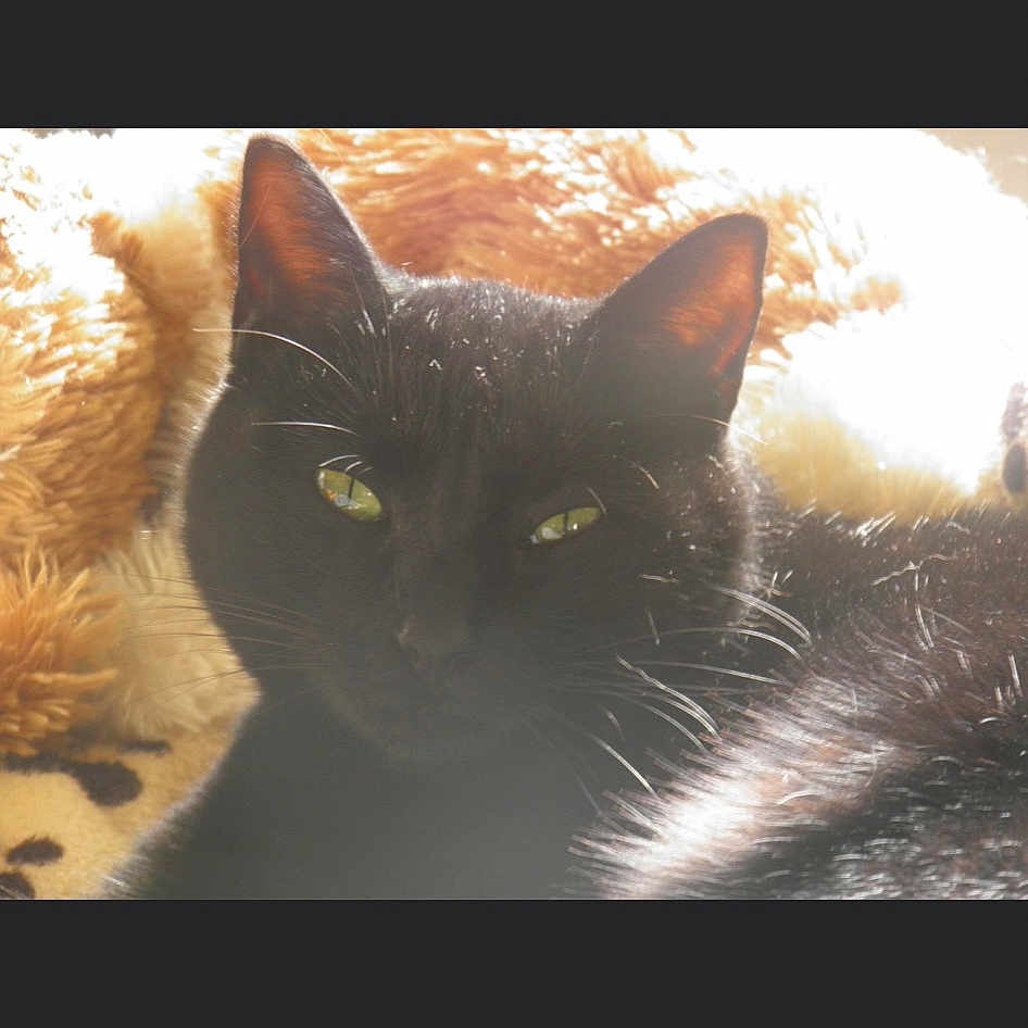 Mimi