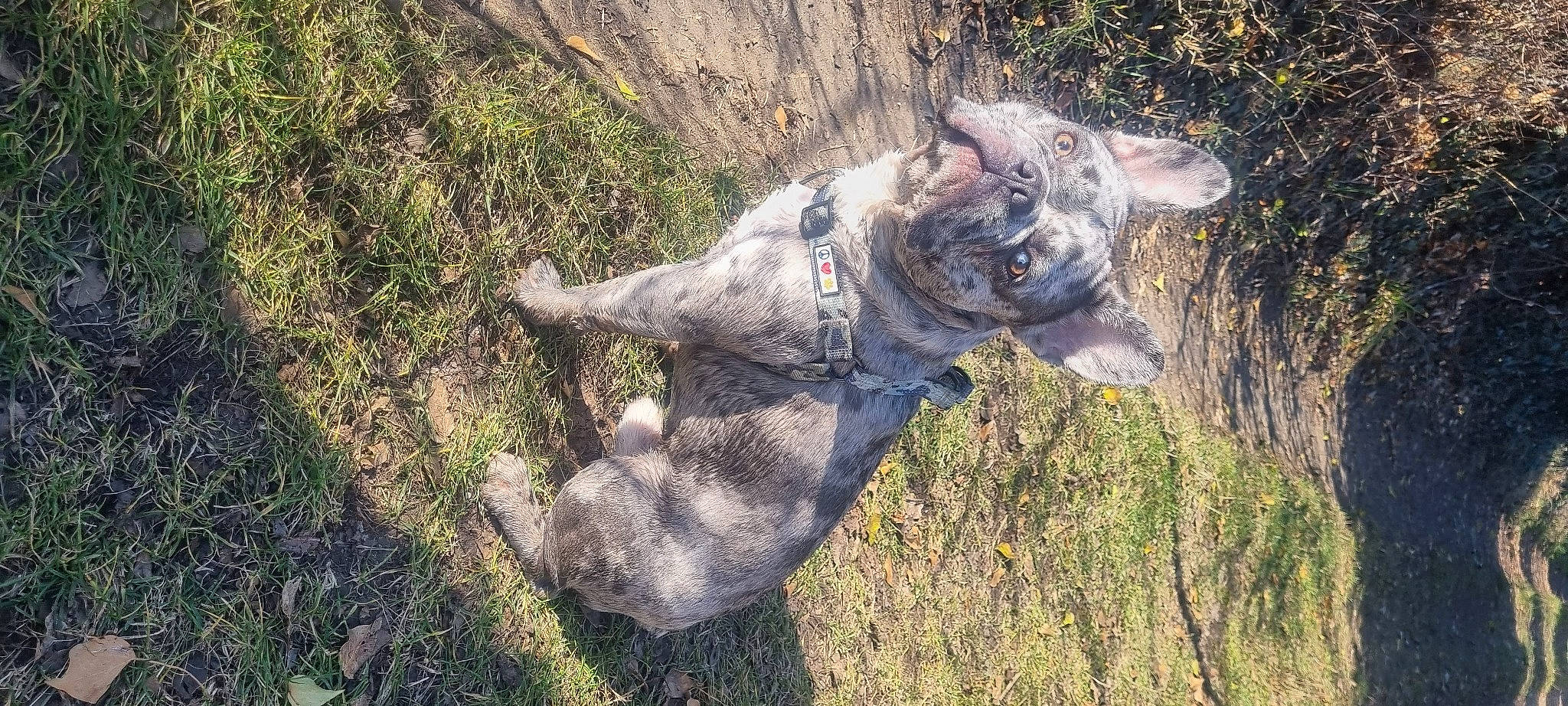 Titi participe au concours pour gagner de l'argent avec cette photo : bedrock, black_rhinoceros, canidae, dog_breed, fawn, grass, horn, indian_rhinoceros, jaw, plant, rhinoceros, sculpture, snout, soil, sporting_group, terrestrial_animal, tree, trunk, wood, working_animal