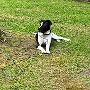 River joined the competition — help win amazing prizes! dog, black_and_white_dog, canine, grass, lawn, outdoor, nature, leash, collar, resting, lying_down, paws, portrait, trees, tree_trunk, ground, moss, park, relaxed, pet