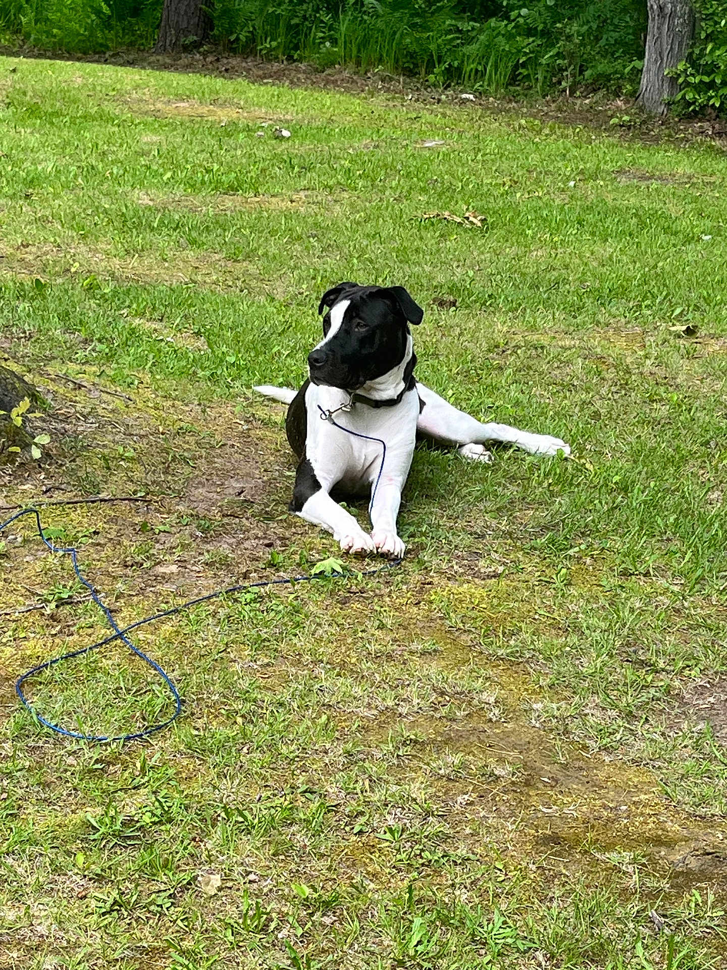 River joined the competition — help win amazing prizes! dog, black_and_white_dog, canine, grass, lawn, outdoor, nature, leash, collar, resting, lying_down, paws, portrait, trees, tree_trunk, ground, moss, park, relaxed, pet