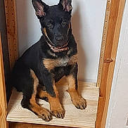 Polly participe au concours pour gagner de l'argent avec cette photo : puppy, german_shepherd, dog, pet, indoor, wooden_shelf, floor, ears, collar, black_and_tan, young_dog, sitting, curious, animal, canine, fur, paw, looking, cute, companion