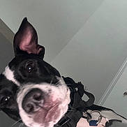 Gwem joined the competition — help win amazing prizes! dog, black_and_white, close_up, pet, collar, indoor, ear_up, curious, animal, face, nose, tag, fur, portrait, looking_at_camera, whiskers, domestic_animal, canine, house_pet, cute