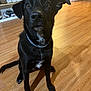 dog, black_dog, pet, indoor, wooden_floor, sitting, collar, flooring, furniture, shelf, shoes, domestic_animal, looking_at_camera, canine, young_dog, fur, ears, tail, white_patch, house
