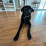 black_dog, dog, pet, indoor, wooden_floor, flooring, boots, bottle, shelf, table, decor, window, daylight, home_interior, living_room, curious, lying_down, collar, floor, cozy