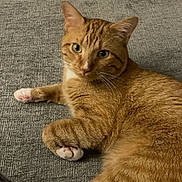 Stash is registered to the contest to win money with this photo: animal, carpet, cat, close_up, curious, cute, domestic_cat, feline, fur, green_eyes, indoor, laying_down, looking_at_camera, mammal, orange_tabby, paw, pet, pink_paw, relaxed, whiskers