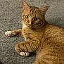 animal, carpet, cat, close_up, curious, cute, domestic_cat, feline, fur, green_eyes, indoor, laying_down, looking_at_camera, mammal, orange_tabby, paw, pet, pink_paw, relaxed, whiskers