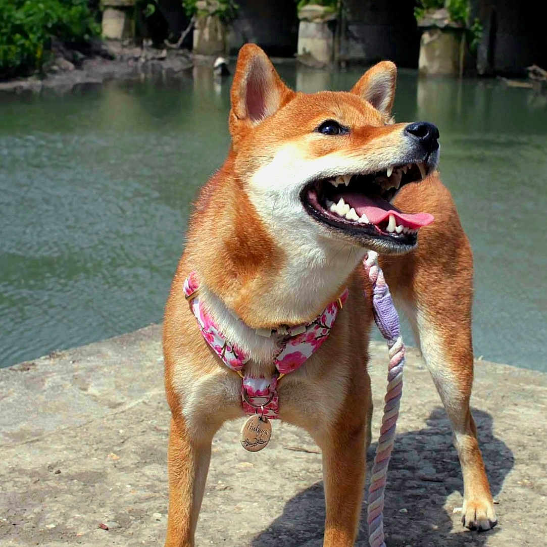 Hiskaya participe au concours pour gagner de l'argent avec cette photo : bridge, collar, dog, harness, leash, nature, outdoors, paws, pet, portrait, river, shiba_inu, smiling, standing, stone, sunny, tag, teeth, tongue_out, water