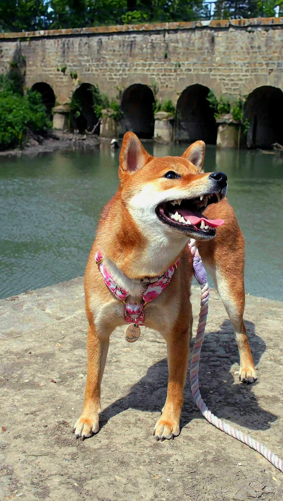 Hiskaya participe au concours pour gagner de l'argent avec cette photo : dog, shiba_inu, pet, leash, harness, tongue_out, teeth, smiling, water, river, bridge, stone, outdoors, nature, portrait, standing, paws, collar, tag, sunny