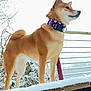 dog, shiba_inu, canine, pet, snow, winter, outdoor, purple_collar, collar, railing, wooden_plank, standing, profile, fur, paws, snout, portrait, snowy_plants, backyard, cold_weather