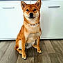 Hiskaya a rejoint le concours — aidez-le/la à gagner de superbes lots ! dog, shiba_inu, pet, indoor, sitting, hardwood_floor, cabinet, collar, ears, paws, fur, looking_at_camera, portrait, cute, brown, wood_floor, furniture, home_interior, flooring, canine