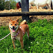 Hiskaya participe au concours pour gagner de l'argent avec cette photo : dog, shiba_inu, grass, field, horse, farm, fence, pasture, animal, happy, tongue_out, harness, leash, outdoors, nature, portrait, smiling, meadow, clover, spring