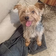 Vito participe au concours pour gagner de l'argent avec cette photo : dog, pet, small_dog, happy, tongue_out, couch, blanket, indoor, fur, ears, cute, animal, companion, smiling, sitting, domestic_animal, canine, furry, friendly, home