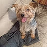 dog, pet, small_dog, happy, tongue_out, couch, blanket, indoor, fur, ears, cute, animal, companion, smiling, sitting, domestic_animal, canine, furry, friendly, home