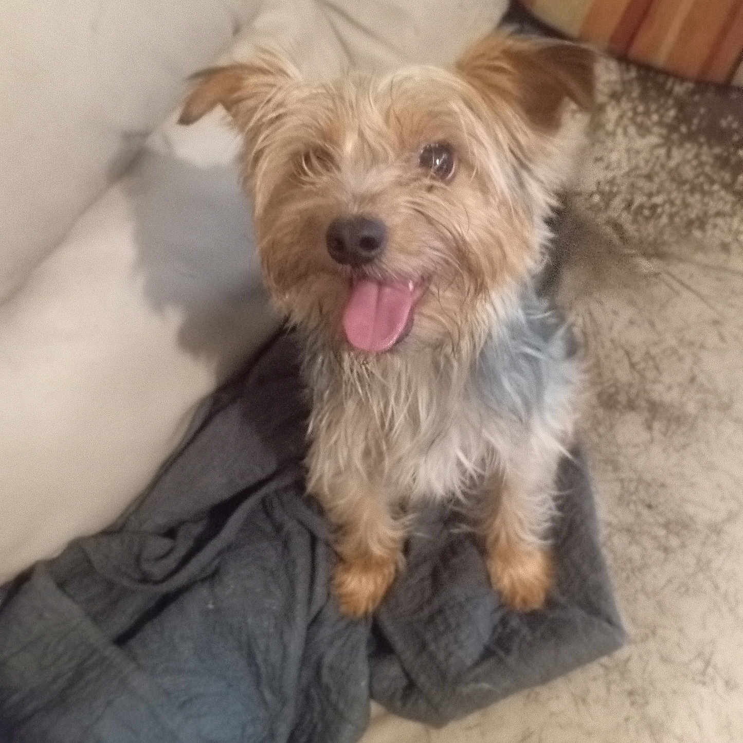Vito