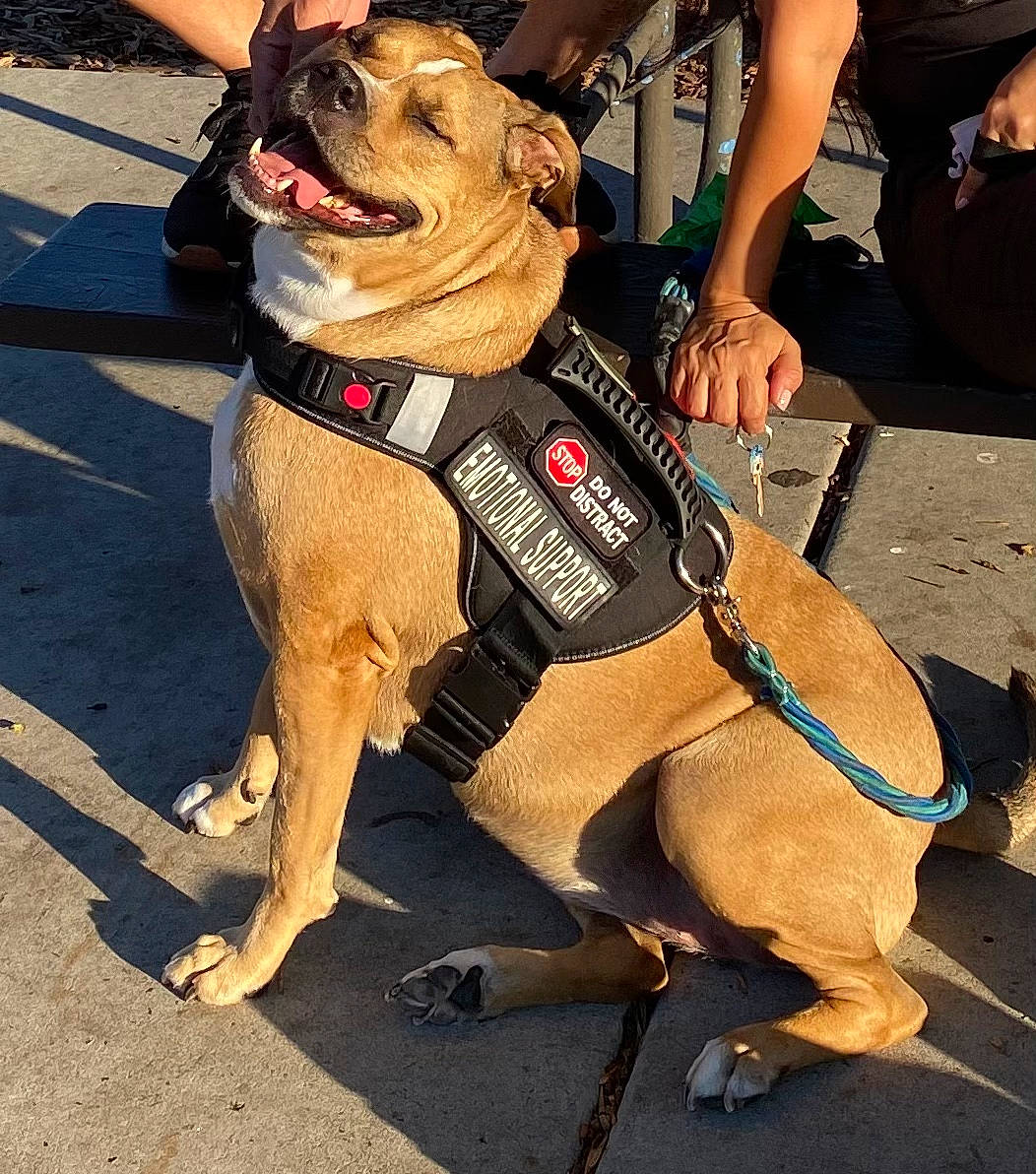 Gwen is registered to the contest to win money with this photo: bulldog, canidae, carnivore, collar, companion_dog, dog, dog_breed, dog_clothes, dog_collar, dog_supply, dog_walking, fashion_accessory, fawn, hat, leash, paw, pet_supply, snout, working_animal, wrinkle