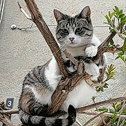 La Reine Des Neiges a rejoint le concours — aidez-le/la à gagner de superbes lots ! cat, tabby, tree_branch, animal, pet, outdoor, feline, climbing, nature, plant, green_leaves, fur, whiskers, paws, tail, curious, closeup, texture, wall, daylight