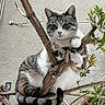 cat, tabby, tree_branch, animal, pet, outdoor, feline, climbing, nature, plant, green_leaves, fur, whiskers, paws, tail, curious, closeup, texture, wall, daylight