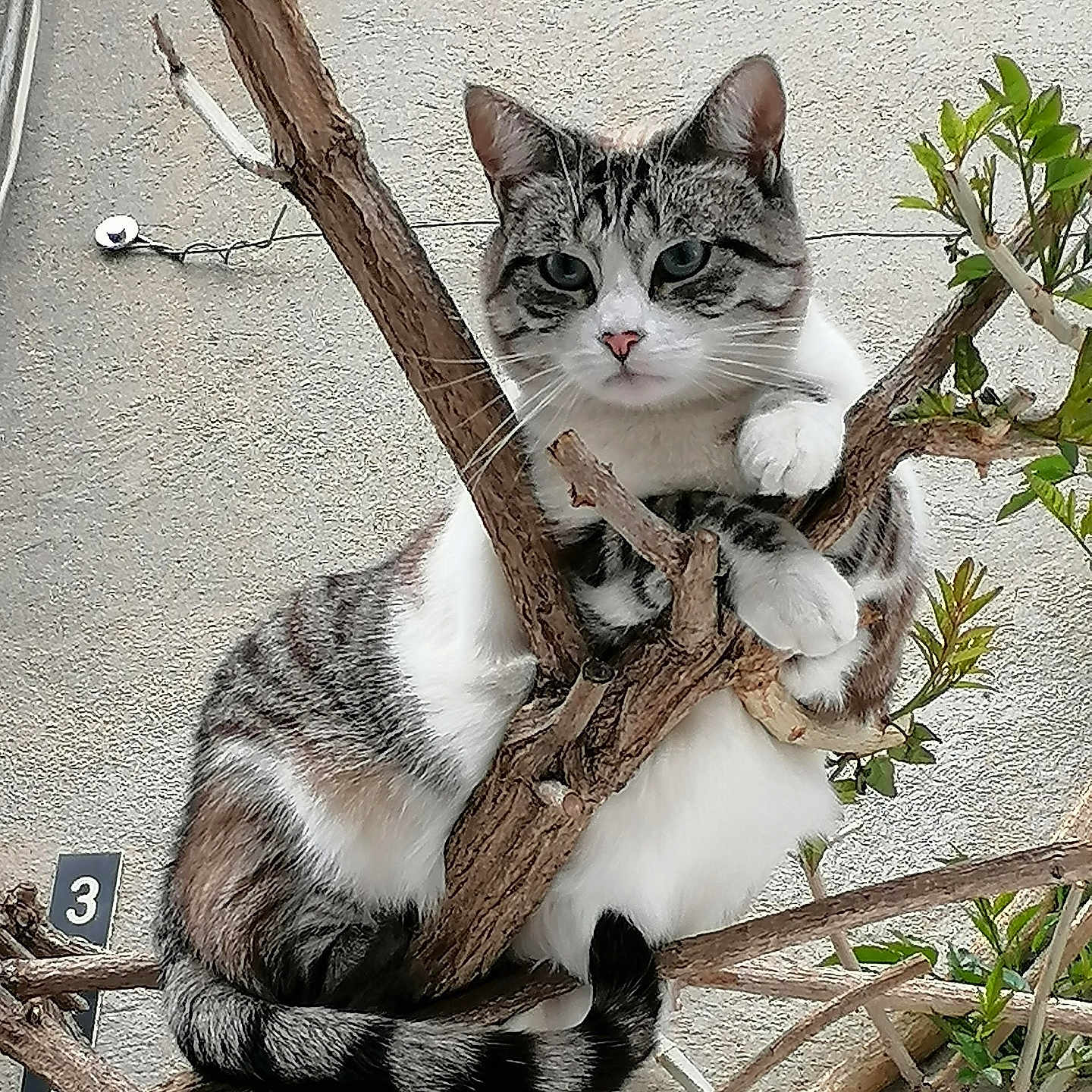 La Reine Des Neiges