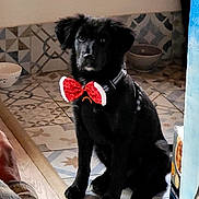 Athos a rejoint le concours — aidez-le/la à gagner de superbes lots ! dog, puppy, black_dog, bow_tie, indoor, floor_tiles, sitting, pet, animal, patterned_floor, bowl, cute, festive, young_dog, domestic_animal, collar, tile_pattern, household, portrait, pet_accessory