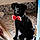 Athos