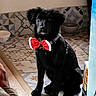 dog, puppy, black_dog, bow_tie, indoor, floor_tiles, sitting, pet, animal, patterned_floor, bowl, cute, festive, young_dog, domestic_animal, collar, tile_pattern, household, portrait, pet_accessory