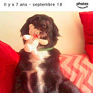 Djack participe au concours pour gagner de l'argent avec cette photo : dog, toy, teddy_bear, black_and_white, indoor, couch, red_cushion, chevron_pattern, pet, sitting, furry, collar, stuffed_animal, blurry, close_up, domestic_animal, playful, soft_toy, background, text_overlay