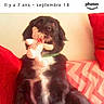 dog, toy, teddy_bear, black_and_white, indoor, couch, red_cushion, chevron_pattern, pet, sitting, furry, collar, stuffed_animal, blurry, close_up, domestic_animal, playful, soft_toy, background, text_overlay
