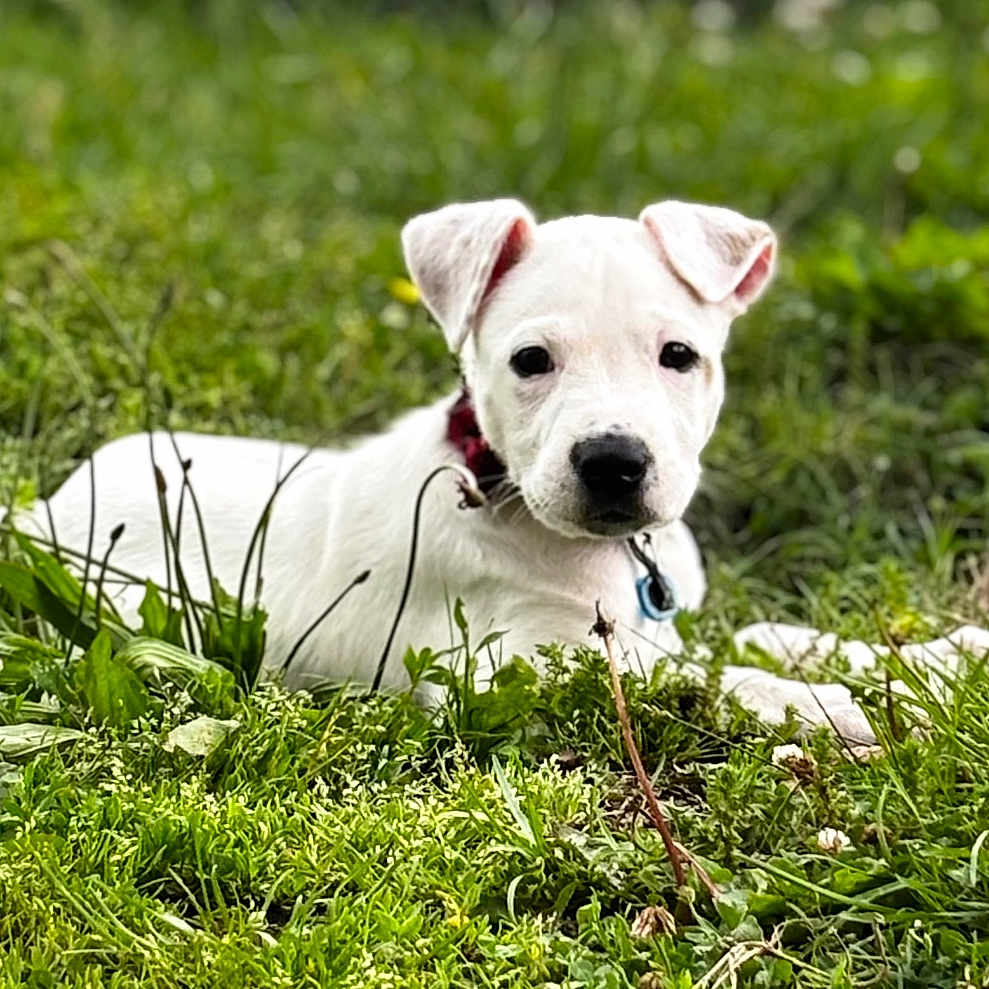 Ryder Lee is registered to the contest to win money with this photo: animal, canine, collar, cute, daylight, dog, field, flowers, grass, greenery, lying_down, mammal, nature, outdoors, pet, plants, puppy, summer, white_dog, young_dog