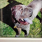 Bluebarry is registered to the contest to win money with this photo: dog, tongue, grass, outdoor, pet, playful, shadow, sunlight, collar, animal, canine, happy, nature, fur, daylight, muzzle, ears, paw, cheerful, closeup