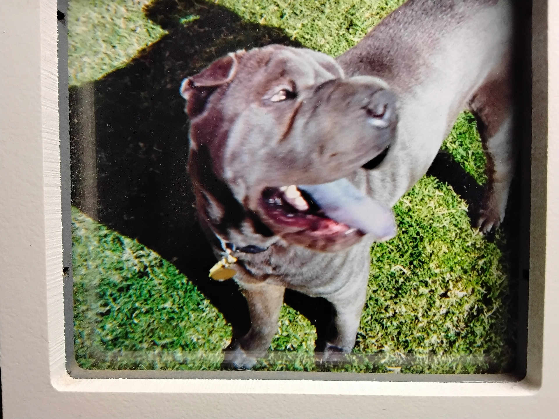 Bluebarry is registered to the contest to win money with this photo: dog, tongue, grass, outdoor, pet, playful, shadow, sunlight, collar, animal, canine, happy, nature, fur, daylight, muzzle, ears, paw, cheerful, closeup