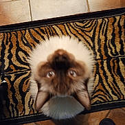 Rascal is registered to the contest to win money with this photo: cat, furry, looking_up, tiger_striped_rug, floor_tiles, pet, indoor, animal, footwear, sandal, blurred, brown, white, black, ears, tail, whiskers, domestic_cat, curious, home