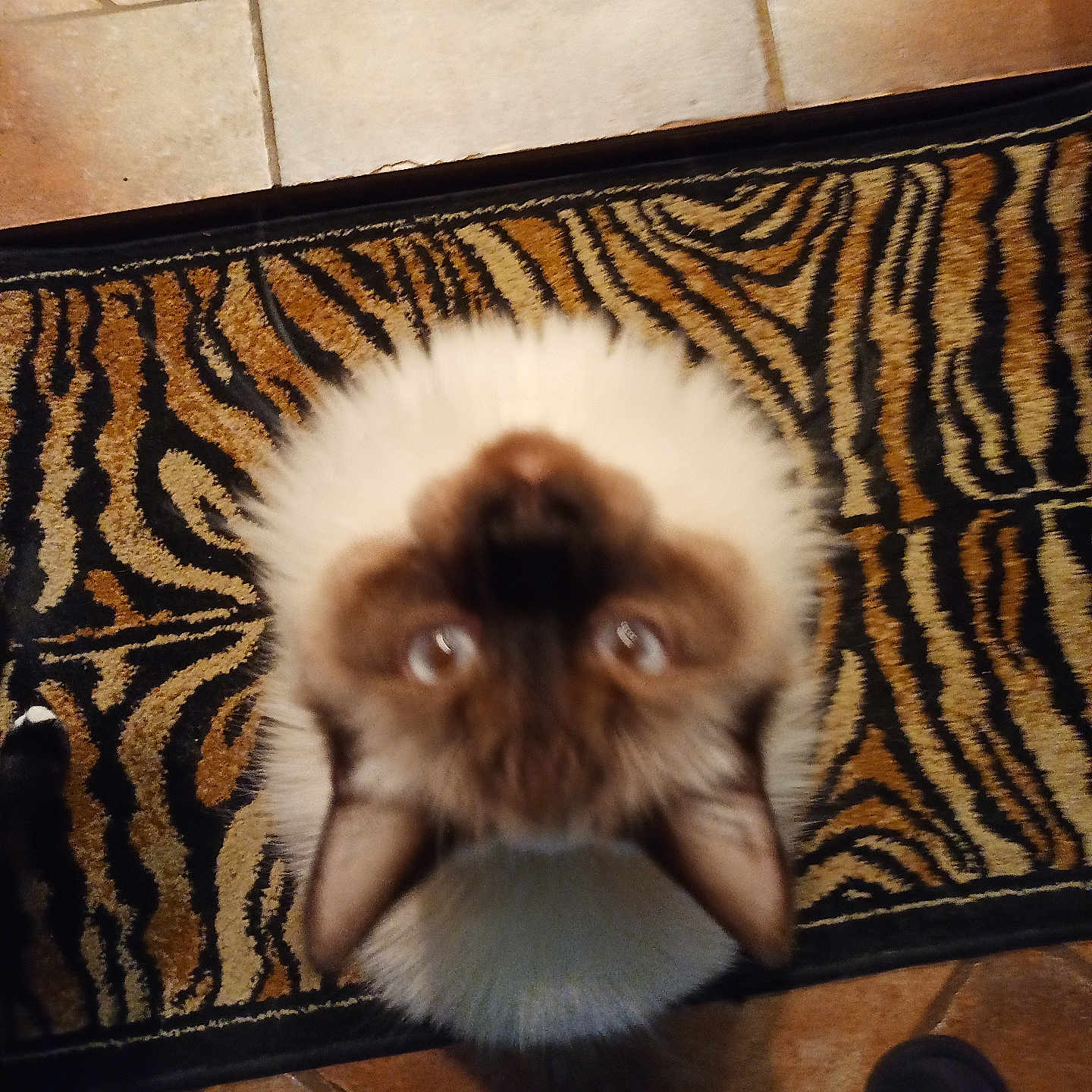 Rascal is registered to the contest to win money with this photo: animal, black, blurred, brown, cat, curious, domestic_cat, ears, floor_tiles, footwear, furry, home, indoor, looking_up, pet, sandal, tail, tiger_striped_rug, whiskers, white