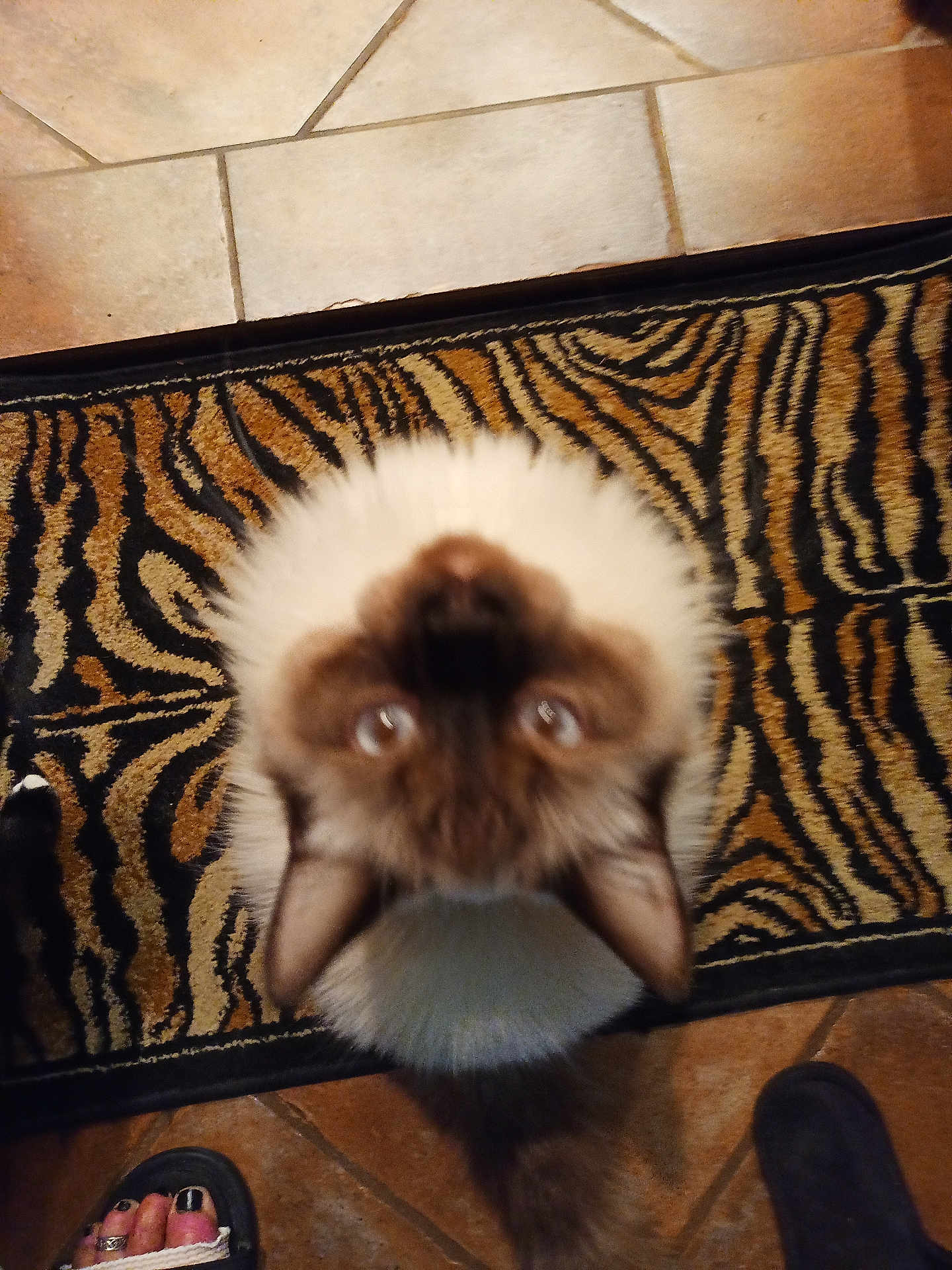 Rascal is registered to the contest to win money with this photo: cat, furry, looking_up, tiger_striped_rug, floor_tiles, pet, indoor, animal, footwear, sandal, blurred, brown, white, black, ears, tail, whiskers, domestic_cat, curious, home