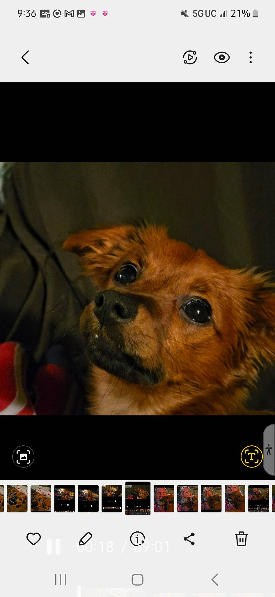 Beebee is registered to the contest to win money with this photo: canidae, carnivore, communication_device, companion_dog, dog, dog_breed, dog_supply, fawn, font, fur, gadget, liver, multimedia, photo_caption, screenshot, snout, sporting_group, terrestrial_animal, whiskers, working_animal