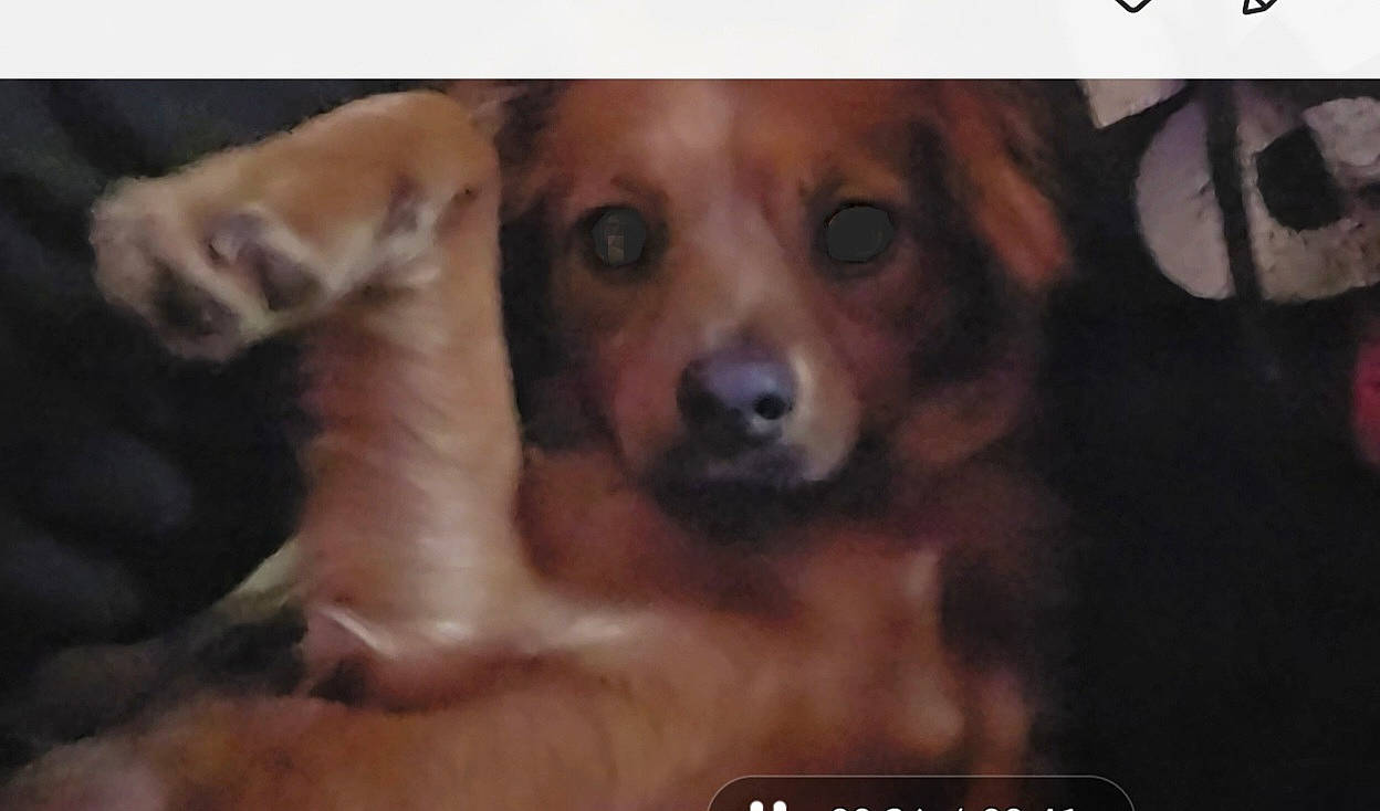 Beebee is registered to the contest to win money with this photo: canidae, carnivore, companion_dog, dog, dog_breed, ear, fawn, fur, liver, non_sporting_group, paw, photo_caption, sporting_group, terrestrial_animal, toy_dog, whiskers, working_animal