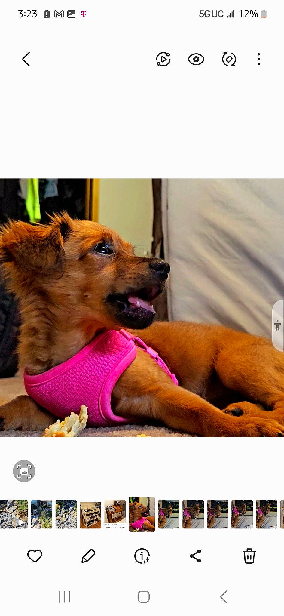 Beebee joined the competition — help win amazing prizes! advertising, art, canidae, carnivore, collar, companion_dog, dog, dog_breed, dog_collar, dog_supply, fawn, fur, happy, paw, photo_caption, screenshot, snout, terrestrial_animal, working_animal, working_dog