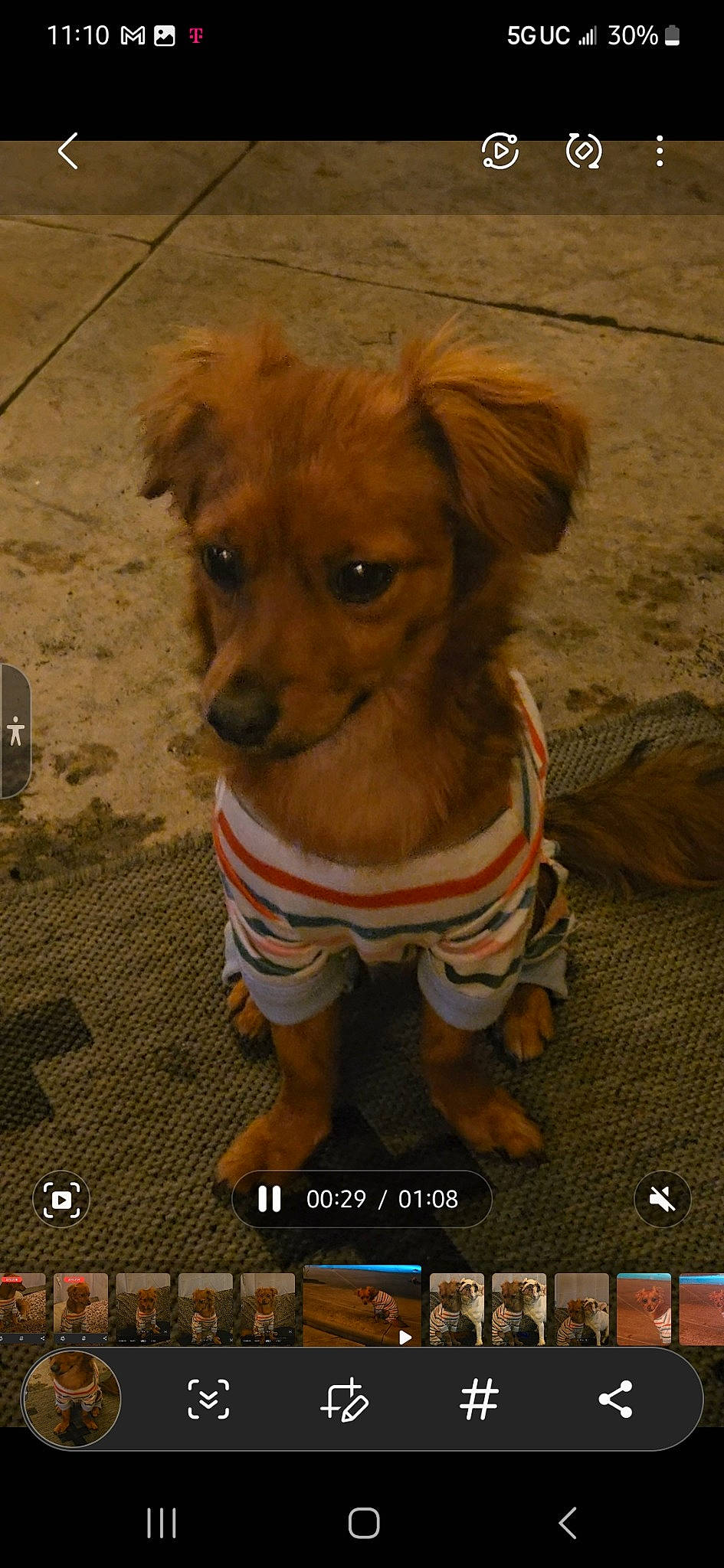 Beebee joined the competition — help win amazing prizes! canidae, carnivore, collar, companion_dog, dog, dog_breed, dog_clothes, dog_supply, fawn, font, fur, liver, pet_supply, photo_caption, screenshot, snout, sporting_group, toy_dog, whiskers, working_animal