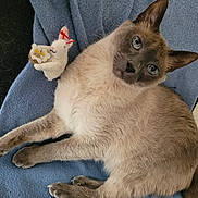 Smoothie participe au concours pour gagner de l'argent avec cette photo : cat, siamese_cat, animal, pet, feline, blue_blanket, felt_bunny, toy, soft_texture, cozy, indoor, resting, cute, whiskers, ears, paws, fur, closeup, relaxed, companion