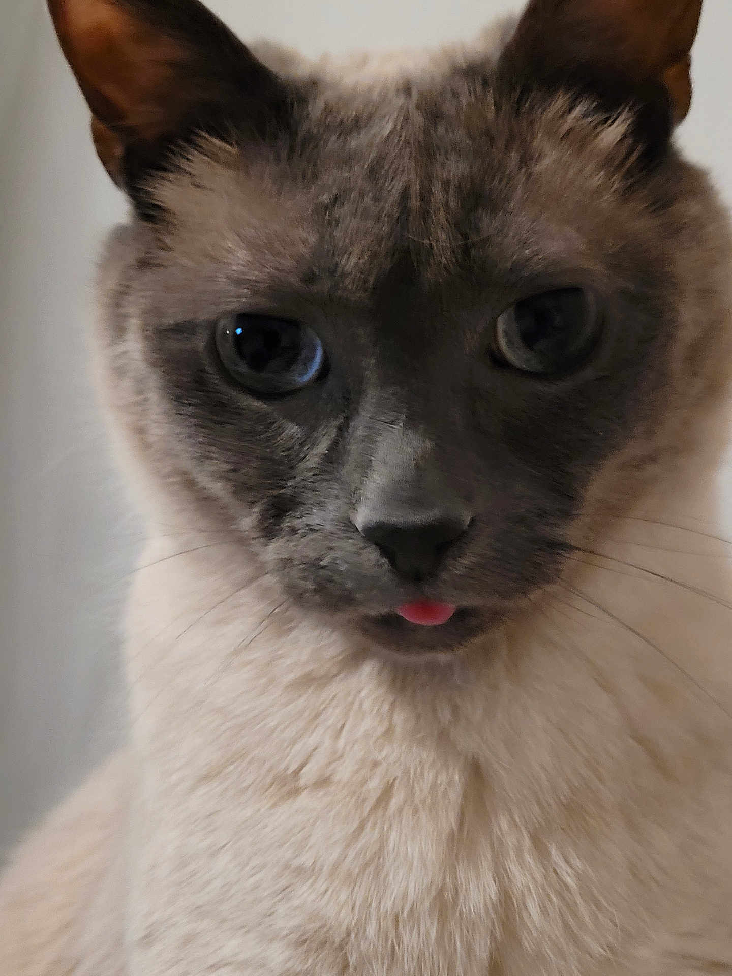 Smoothie a rejoint le concours — aidez-le/la à gagner de superbes lots ! cat, siamese_cat, close_up, tongue_out, blue_eyes, fur, whiskers, pet, animal, cute, indoor, portrait, face, ears, muzzle, feline, soft_texture, domestic_cat, playful, expression