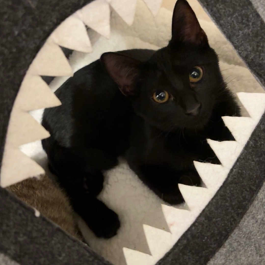 Meliinamonchat participe au concours pour gagner de l'argent avec cette photo : abyssinian, animal, applique, blackcat, canine, cat, dog, homedecor, kitten, manx, pattern, pet, quilt, rug, slate